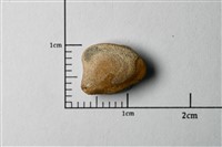 藏品(斑海鯰耳石化石)的圖片